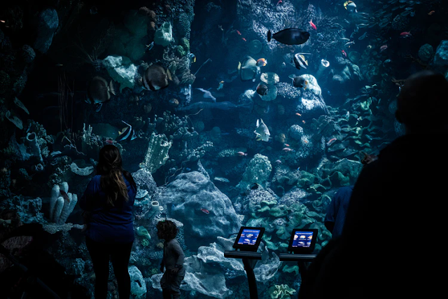 DIVE TO THE DEPTHS OF CHICAGO'S SHEDD AQUARIUM