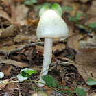 Destroying Angel