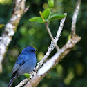 Nilgiri flycatcher