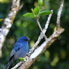 Nilgiri flycatcher