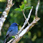 Nilgiri flycatcher