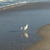 Ring-billed Gull