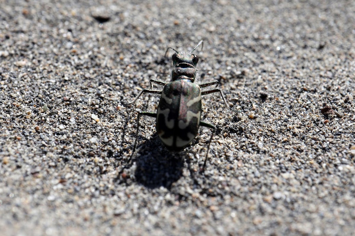 Oblique-lined Tiger Beetle