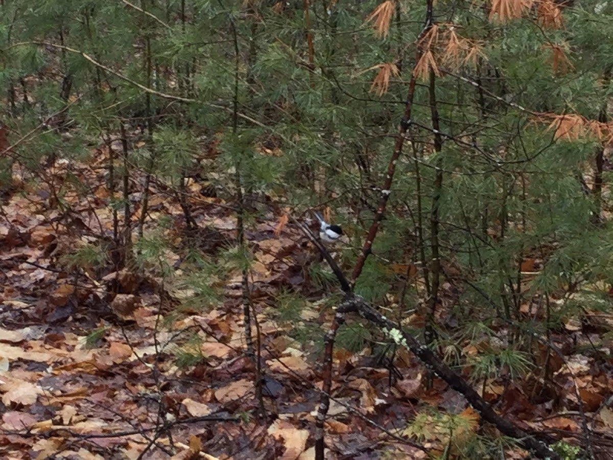 Black capped chickadee