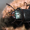 Bark-gnawing Beetle