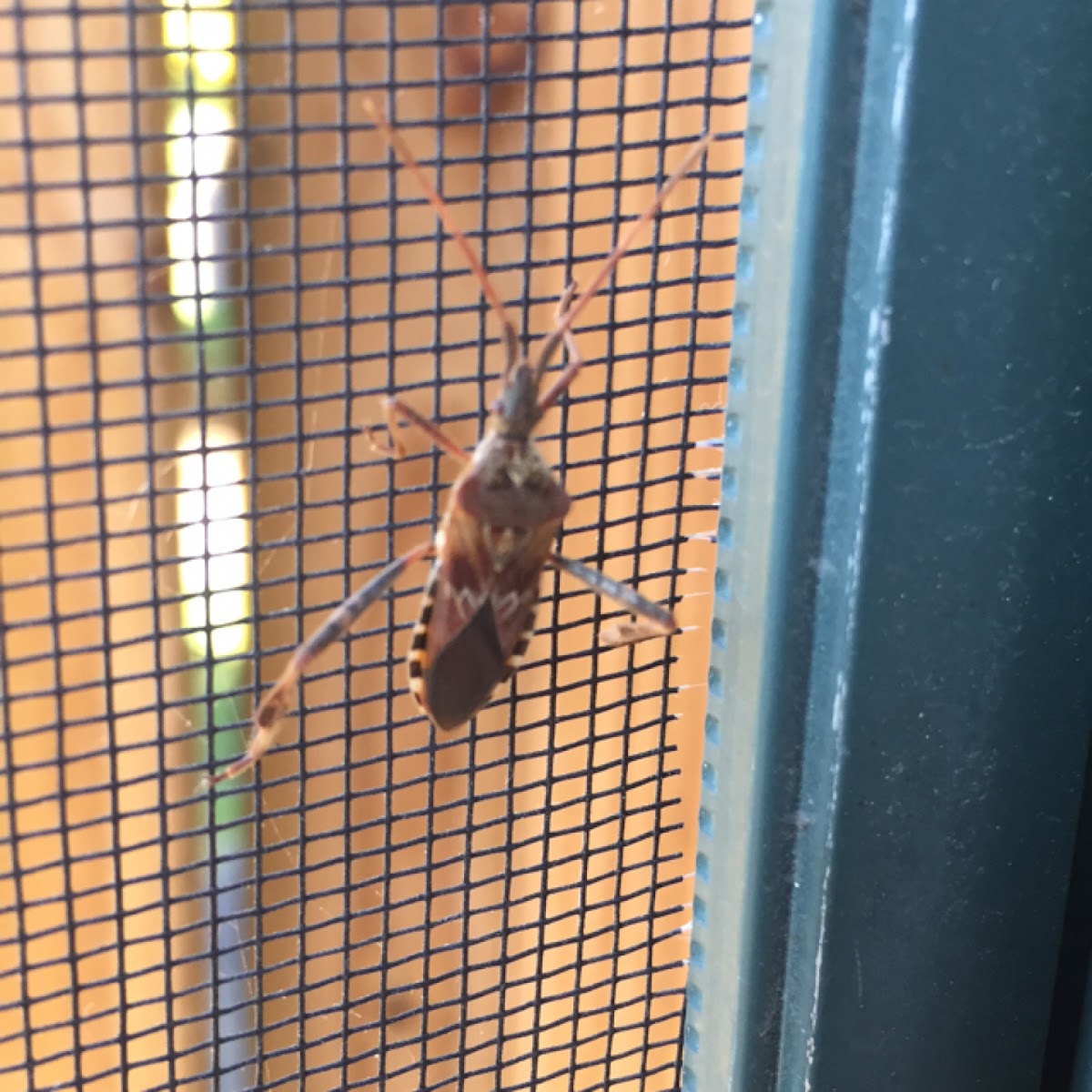 Western Conifer Seed Bug