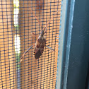 Western Conifer Seed Bug