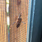 Western Conifer Seed Bug