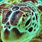 Green sea turtle