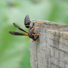 Northern Paper Wasp