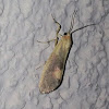 Lead-colored Lichen Moth