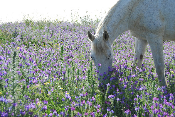 Colorate delizie di primavera. di kolosso