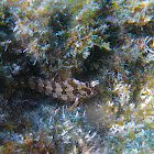 Tompot Blenny