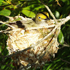 White-eyed Vireo