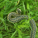 Common Garter Snake