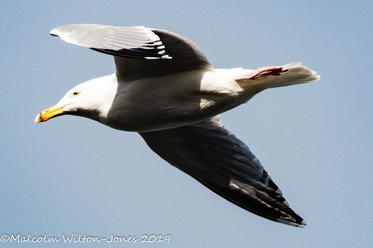 Herring Gull