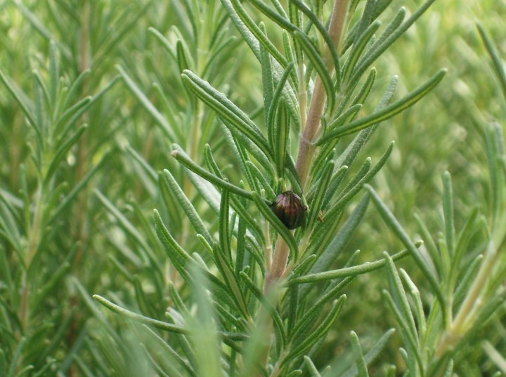 Piccolo nel rosmarino! di tetina