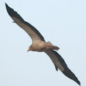 Egyptian Vulture