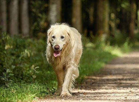 老犬除了活動力變弱之外，患上認知功能障礙的機率很高。