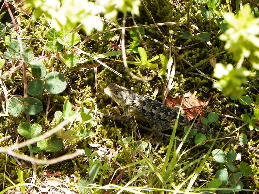 Spiny Lizard