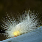 Tussock moth caterpillar ?