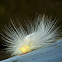 Tussock moth caterpillar ?