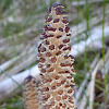 Field Horsetail