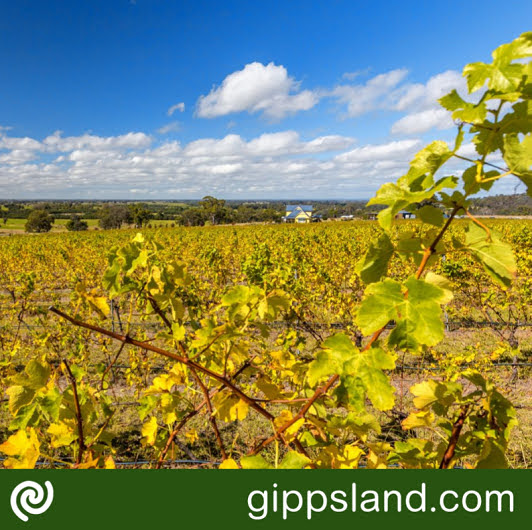 Join Gippsland wineries, growers, makers, and producers under giant leafy oak trees in Tinamba's main street to indulge in delicious food and wine, you can come with an empty stomach!