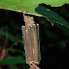 Bagworm