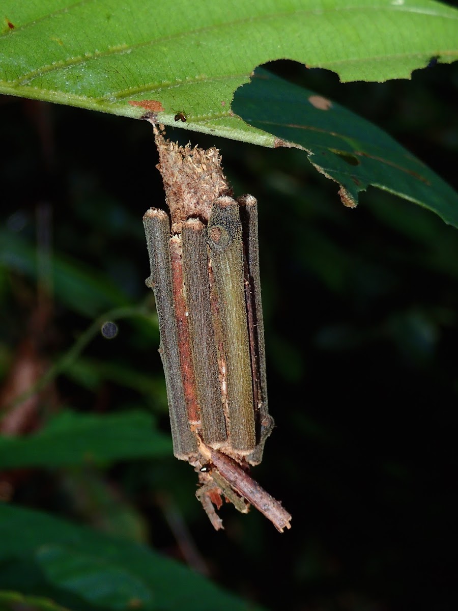 Bagworm