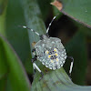 Juvenile Stink Bug