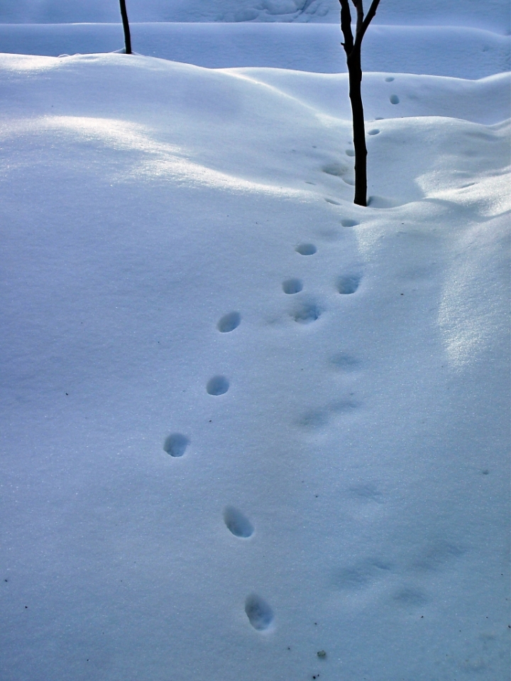 Orme nella neve di zelaschi