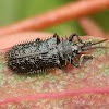 Spiny Leaf Beetle