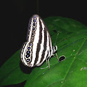 Striped Ringlet