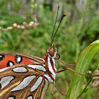 Gulf Fritillary