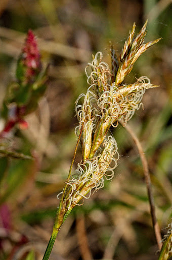 Carex arenaria