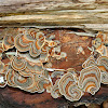 Turkey Tail