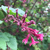 Red Flowering Currant