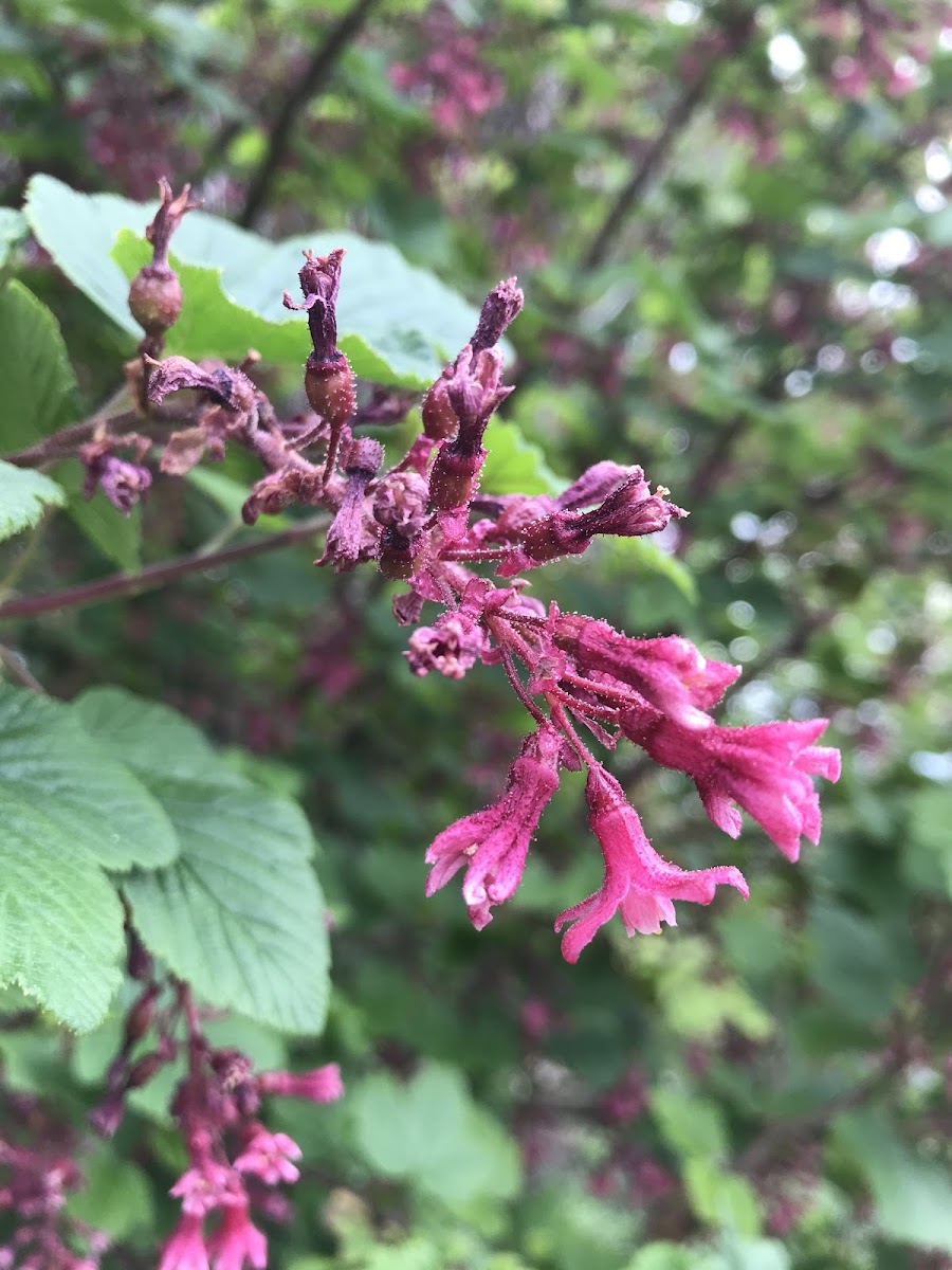 Red Flowering Currant