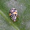 Twenty-Spotted Lady Beetle