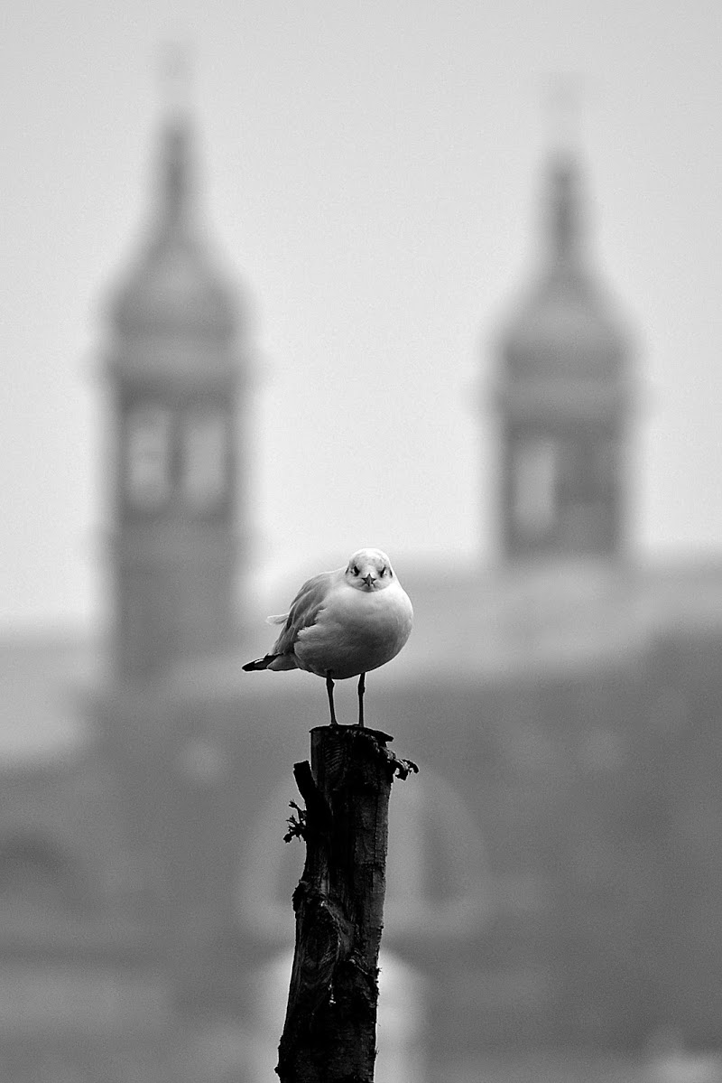 SEAGULL di marcorossi