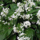 Ramsons, wild garlic, bear garlic