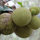 Jackfruit