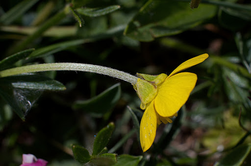 Ranunculus bulbosus