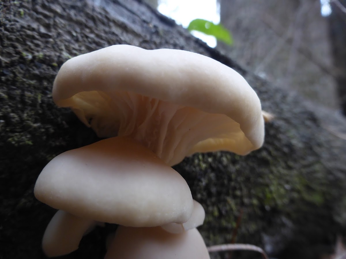 Oyster Mushroom