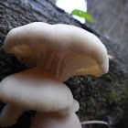 Oyster Mushroom