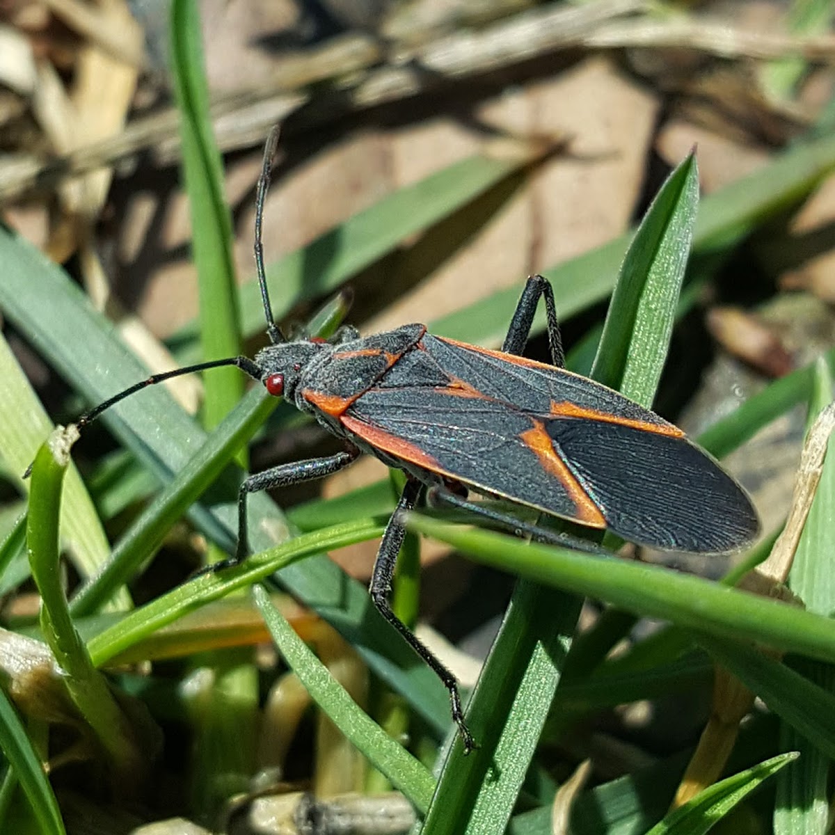 Boxelder Bug