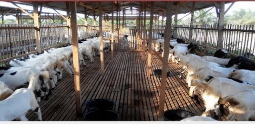 etawa goat cultivation