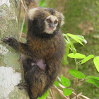 Buffy-tufted marmoset