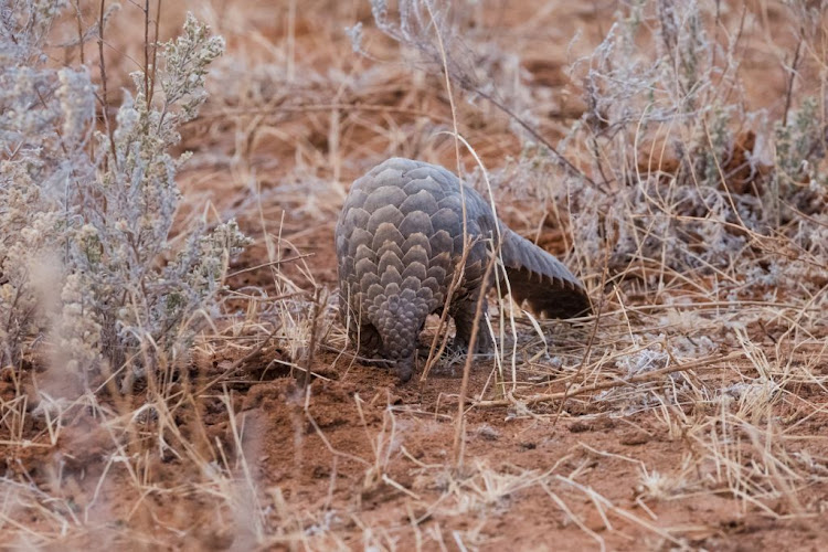 Two men were caught with the pangolin stuffed in a plastic bag.